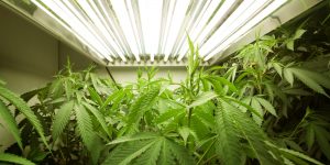 Marijuana Growing Room